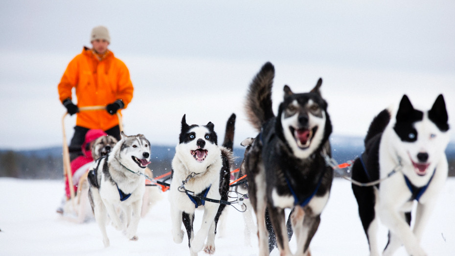 husky-pasi-sled-930x523