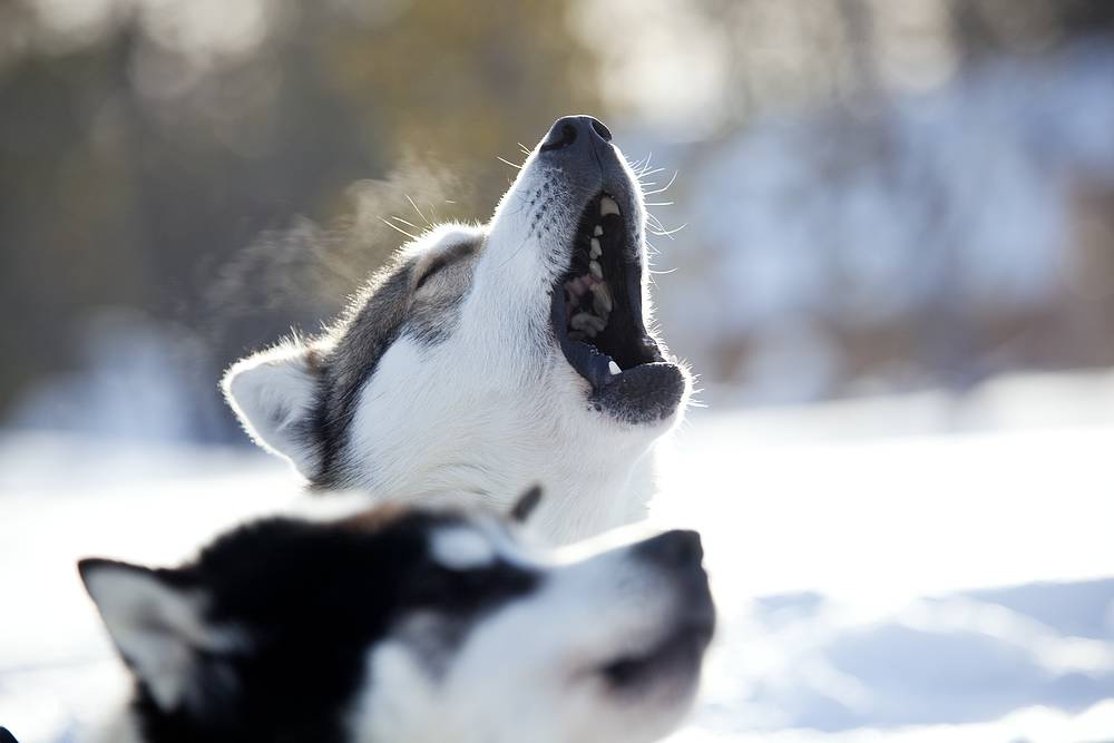 huskies_hetta